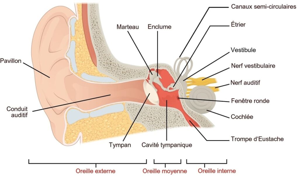 anatomie de l'oreille humaine