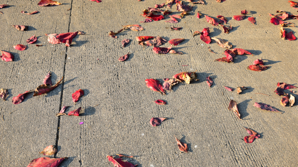 Feuilles d'automnes sur de le sol